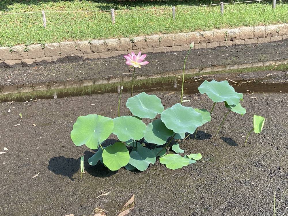 池の蓮 (2).jpg