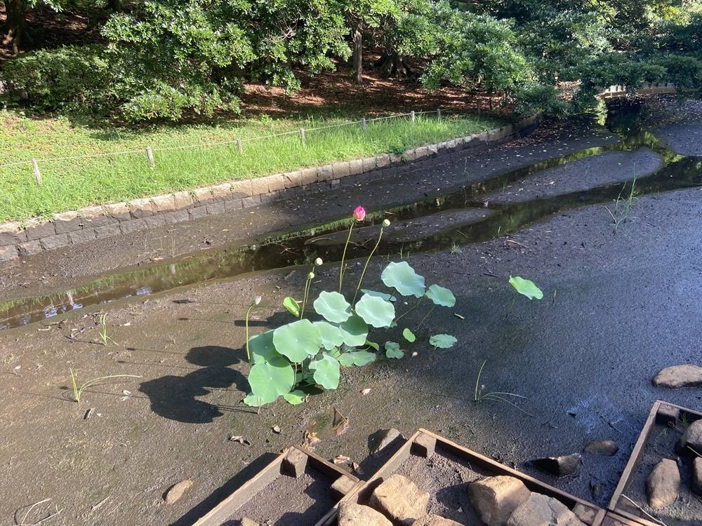 池の蓮ピンク.jpg