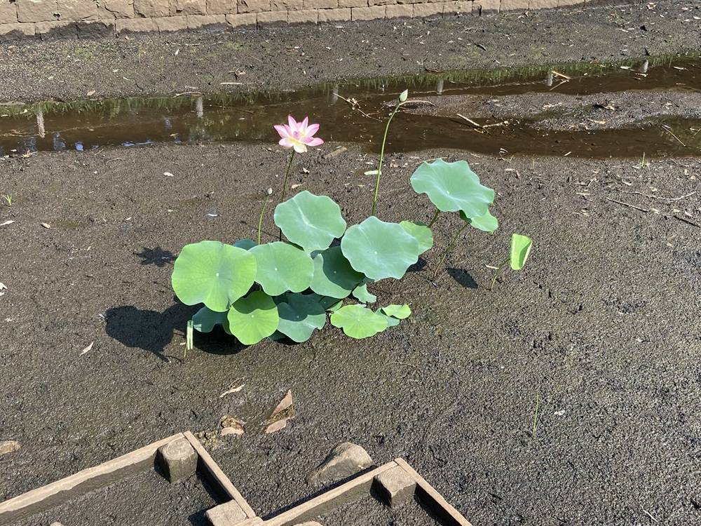 池の蓮8.02.jpg