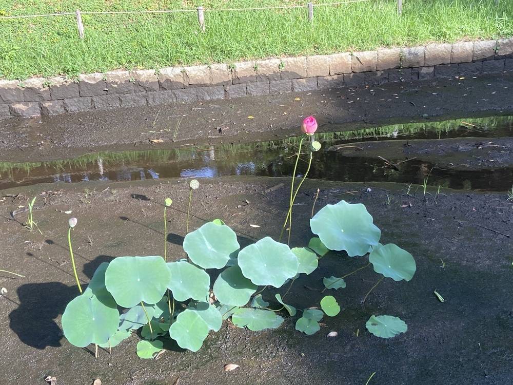 池の蓮8.15.jpg