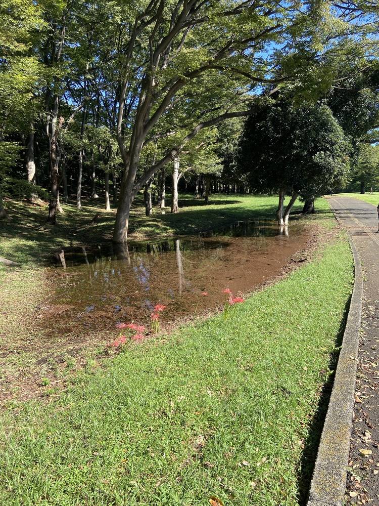 台風のあと.jpg