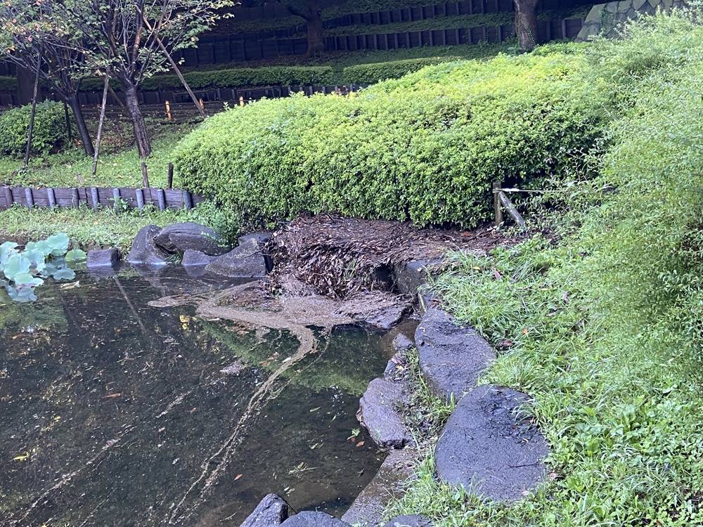 台風の後池の排水口.jpg