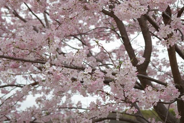 桜ブログ「4月4日:今日の桜」2024.4.4号|桜開花|ブログ|根岸 桜ブログ「4月4日:今日の桜」2024.4.4号|桜開花|ブログ|根岸
