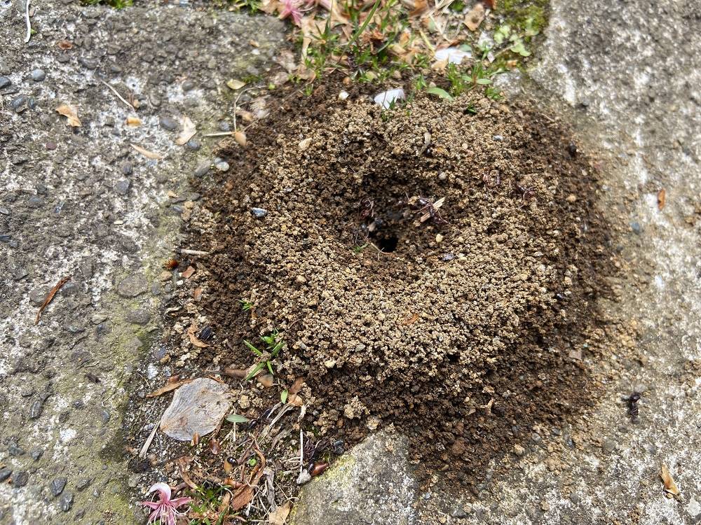 アギトアリ (2).jpg