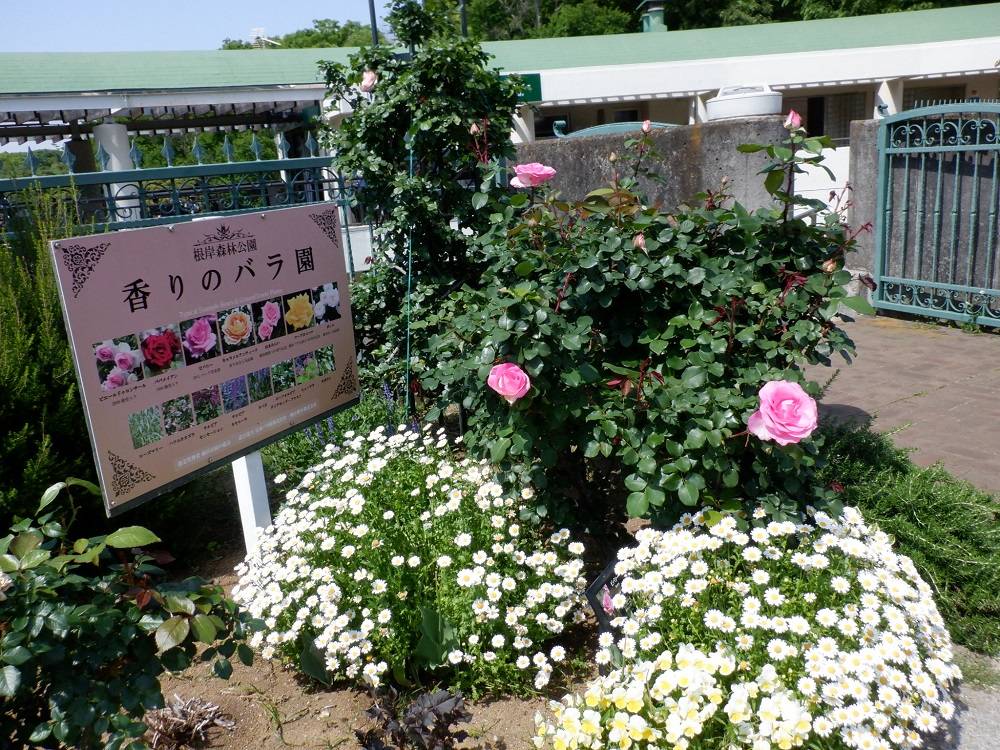 香りのバラ園.JPG