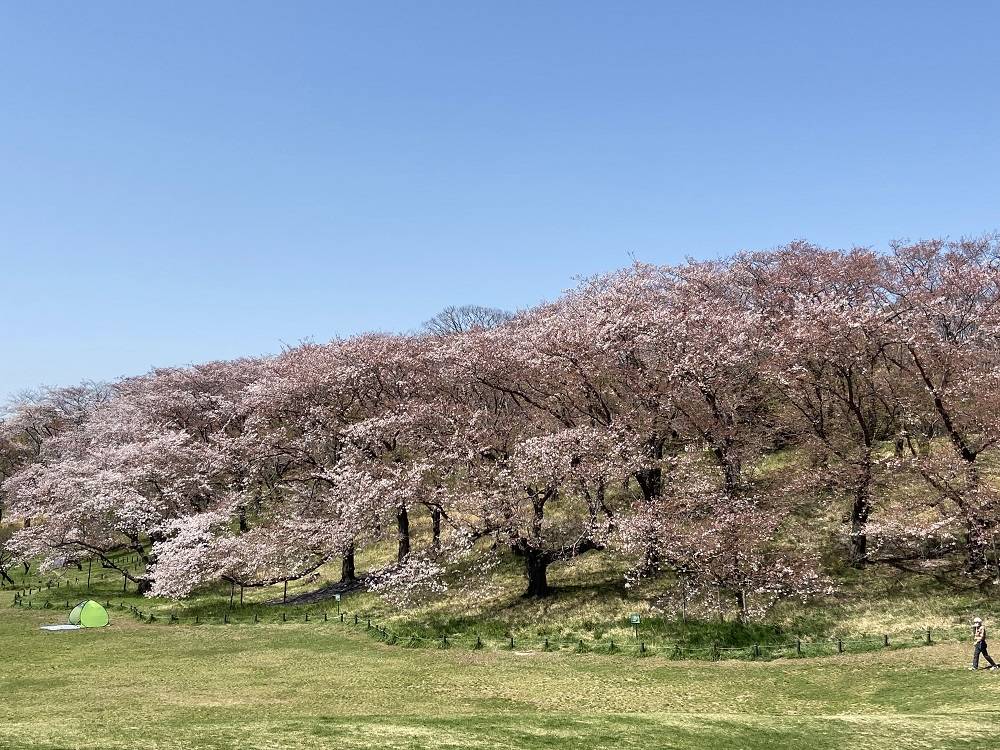 桜山.jpg