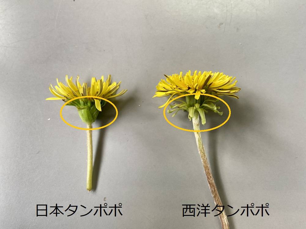 日本タンポポと西洋タンポポ ブログ 根岸森林公園公式サイト 公益財団法人 横浜市緑の協会