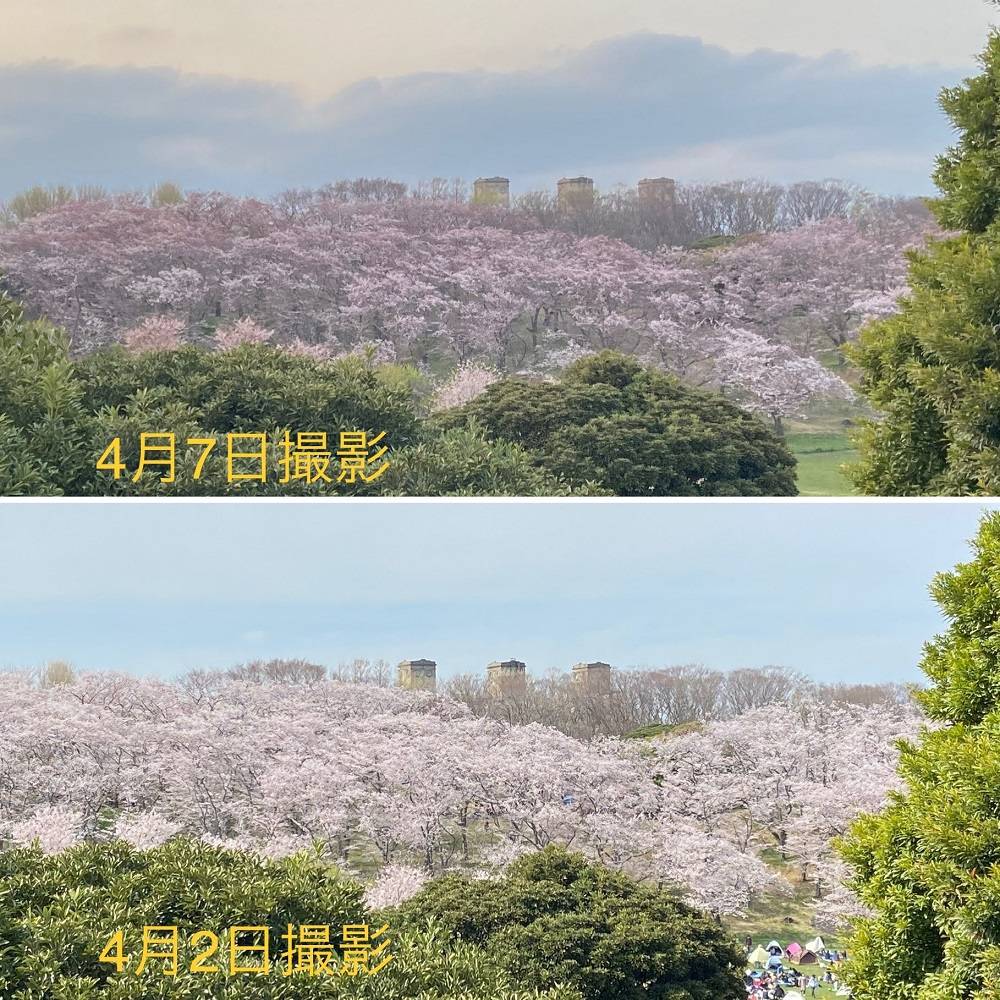 桜山の変化.jpg