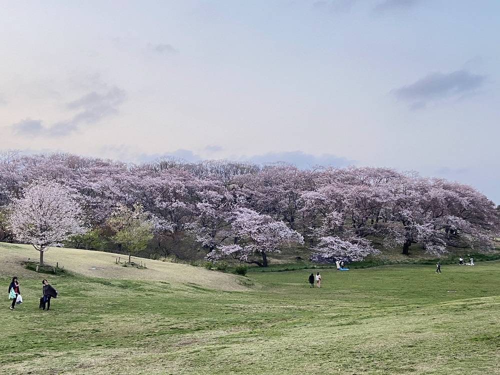 桜山.jpg