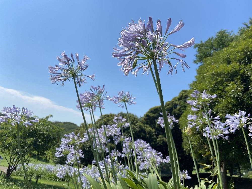 カサブランカ|｜ブログ|根岸森林公園公式サイト｜公益財団法人 横浜市