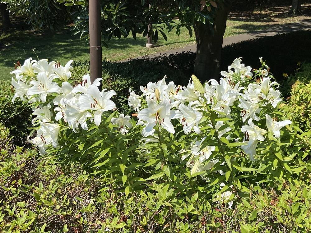 カサブランカ|｜ブログ|根岸森林公園公式サイト｜公益財団法人 横浜市