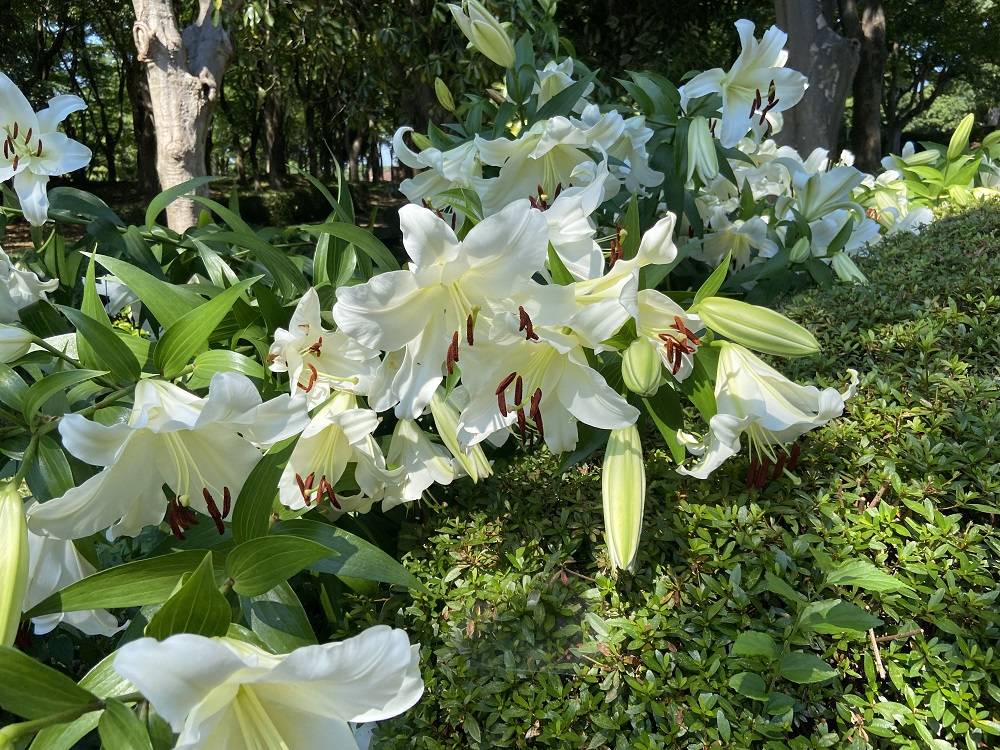 カサブランカ|｜ブログ|根岸森林公園公式サイト｜公益財団法人 横浜市