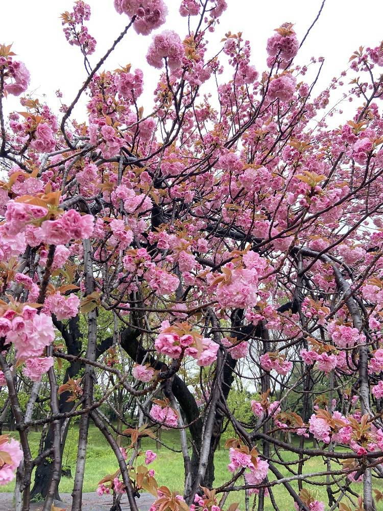 八重桜|｜ブログ|根岸森林公園公式サイト｜公益財団法人 横浜市緑の協会