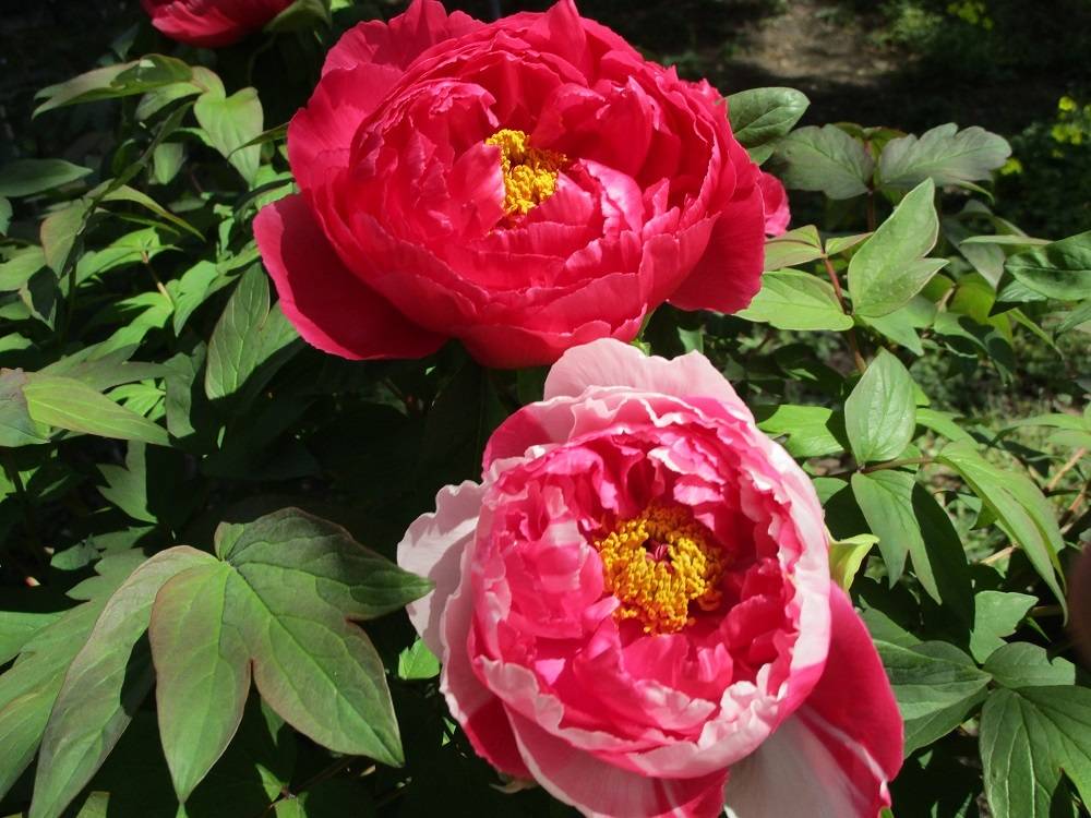 菊花石　★春の祭典フェア価格 ◇セール！赤倉山産／朱色菊花石－台座付No,99◇ - 鑑賞石のお店 悠