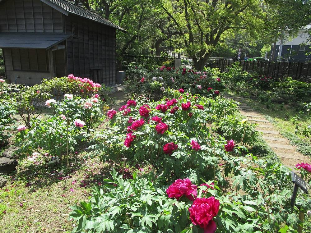 博文邸花だより【牡丹編】 2023年4月13日||ブログ|野島公園/旧 博文邸花だより【牡丹編】 2023年4月13日||ブログ|野島公園/旧