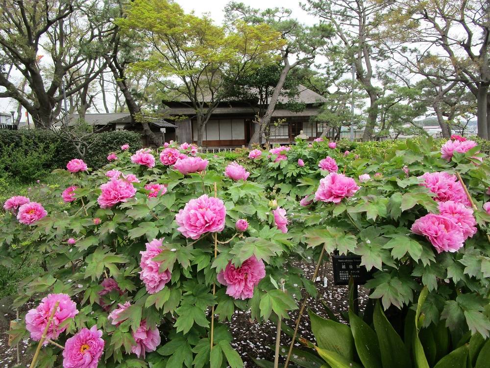 博文邸花だより【牡丹編】 2023年4月2日||ブログ|野島公園/旧 博文邸花だより【牡丹編】 2023年4月2日||ブログ|野島公園/旧