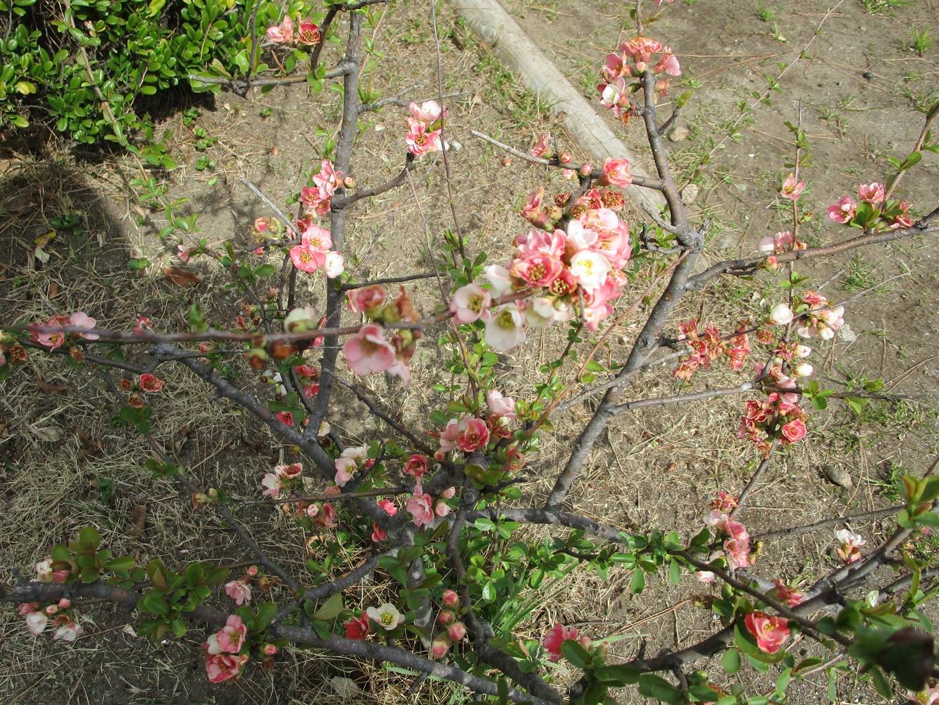 IMG_6970.jpg