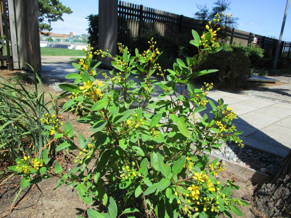 キントラノ 3.jpg