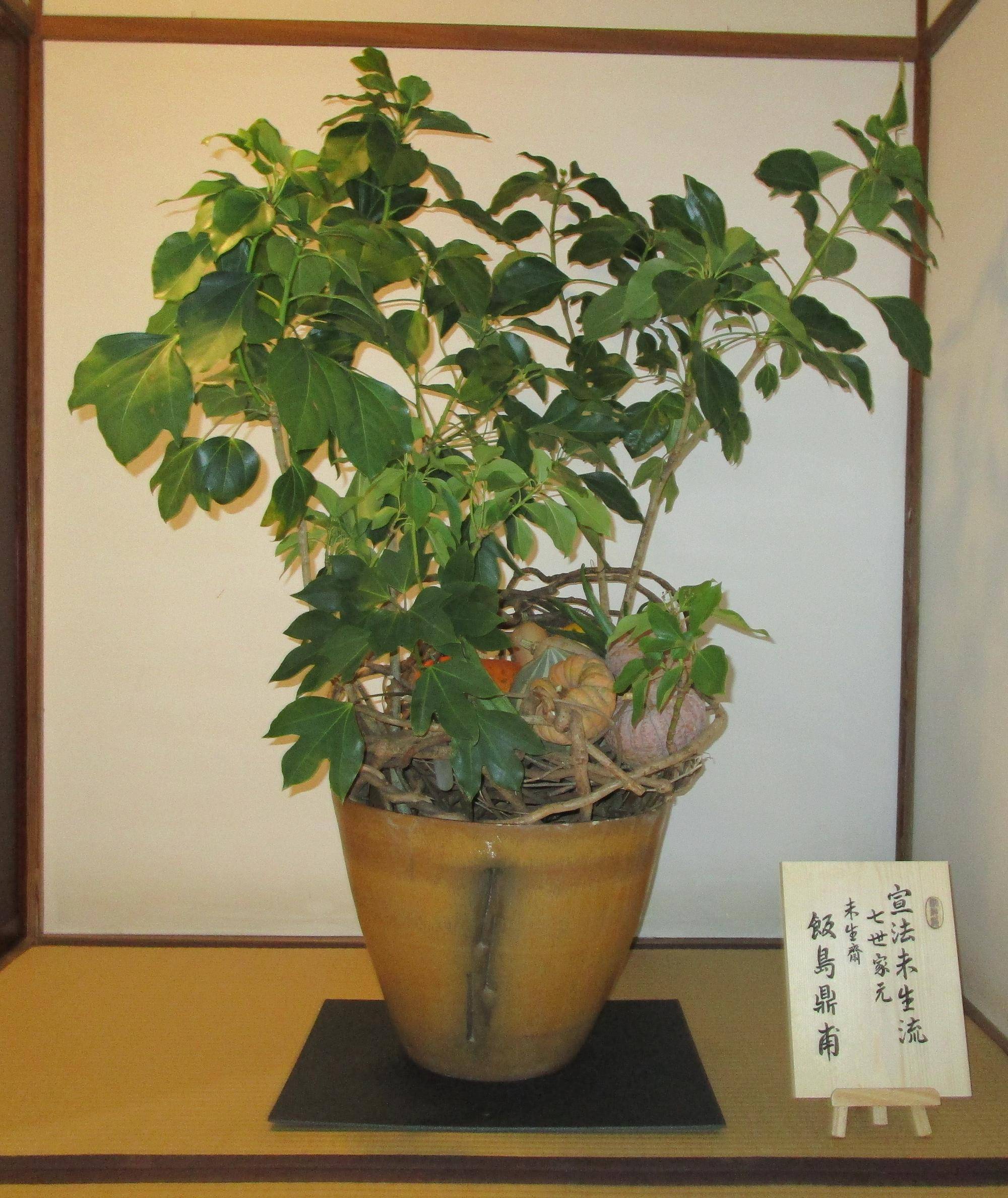 畳廊下 生花.jpg