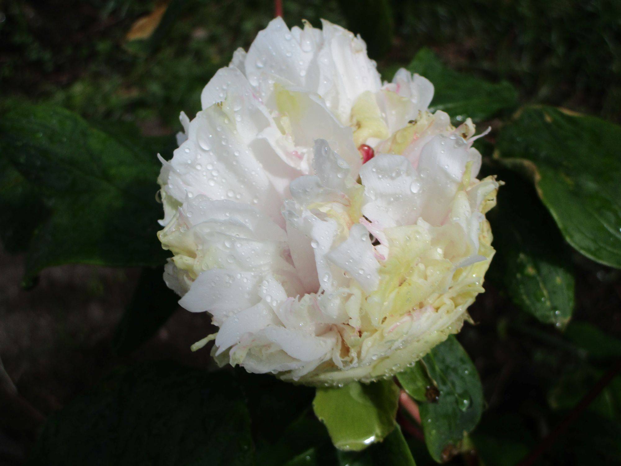 牡丹 まりも.jpg