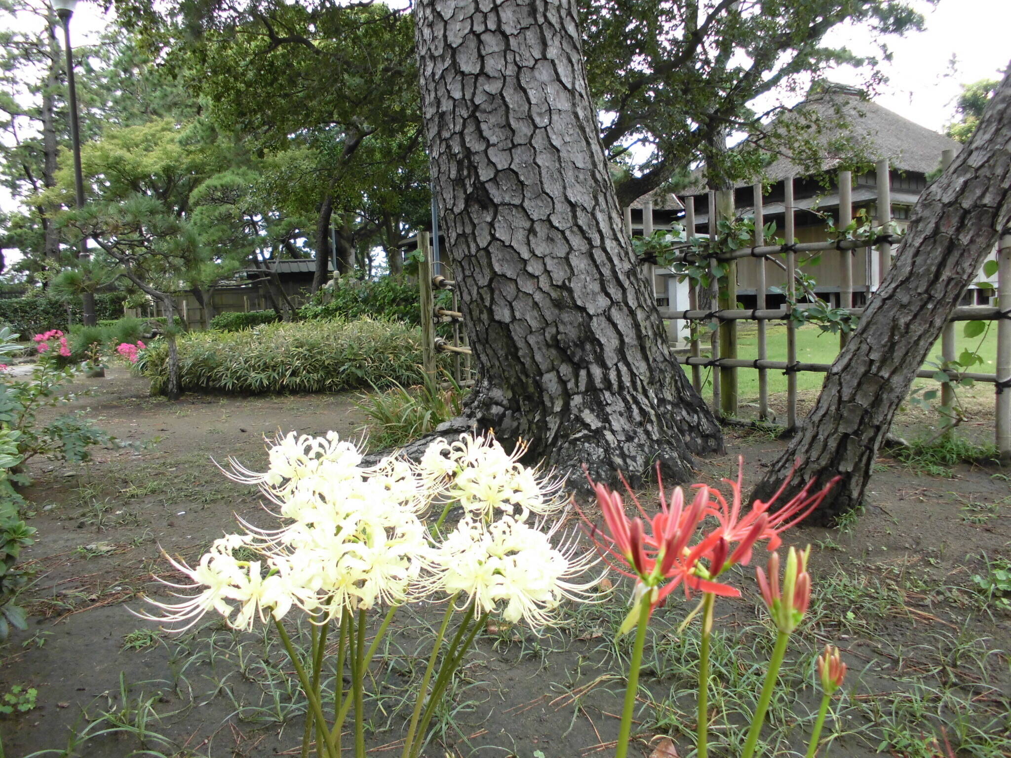 牡丹園の彼岸花 ブログ 野島公園 旧伊藤博文金沢別邸公式サイト 公益財団法人 横浜市緑の協会