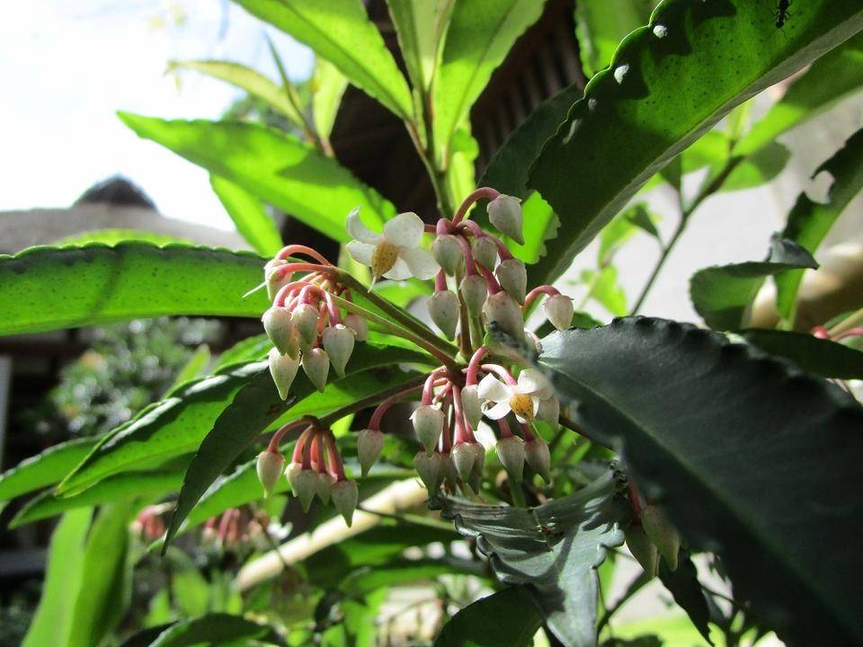マンリョウ_花.jpg