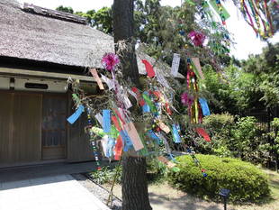 旧伊藤博文金沢別邸の七夕飾り