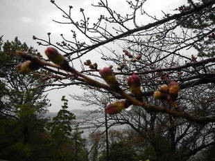 ３月21日サクラの開花情報
