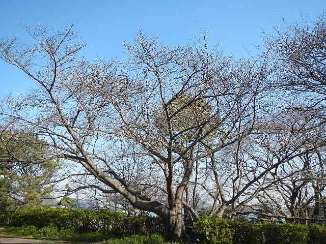 3月16日サクラの開花情報の写真