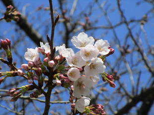 ３月23日サクラの開花情報　咲いた＼(^o^)／