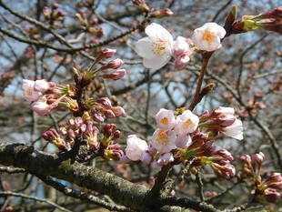  ３月28日サクラの開花情報 ～開花～