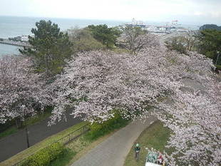  4月6日サクラの開花情報 ～✿満開✿～