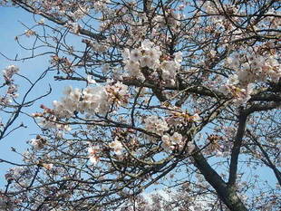4月5日サクラの開花情報 ～五分咲き～