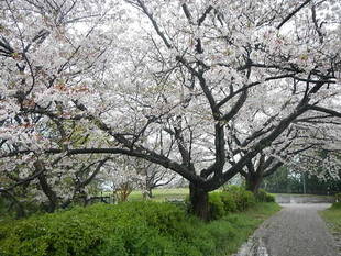  4月11日サクラの開花情報 ～散り始め～