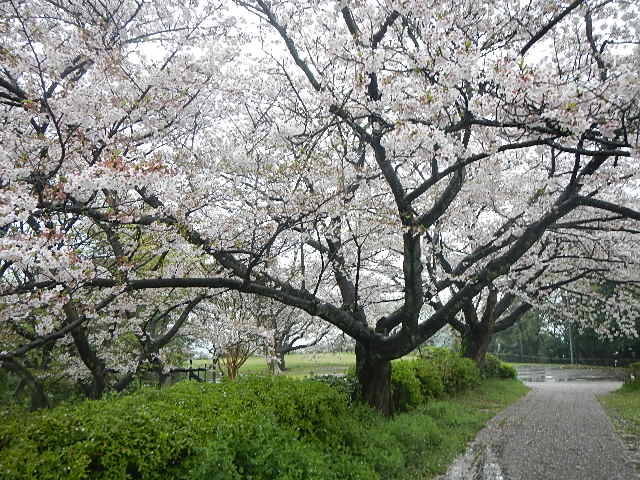 4月11日サクラの開花情報 ~散り始め~の写真