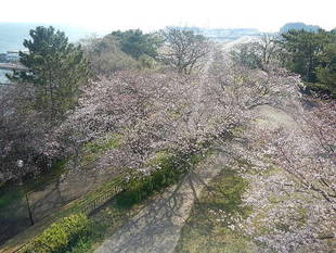 【予告】３月１日よりサクラの開花情報を発信します！✿✿✿