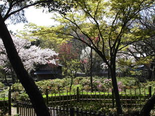 旧伊藤博文金沢別邸のぼたん情報