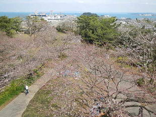4月3日サクラの開花情報 ～3分咲き～