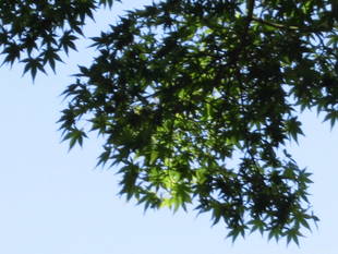 ６月の旧伊藤博文金沢別邸