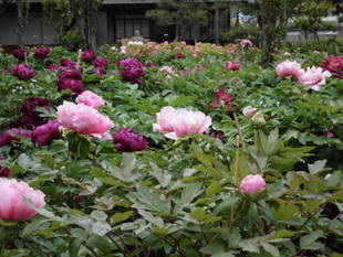 旧伊藤博文金沢別邸のぼたんまつり