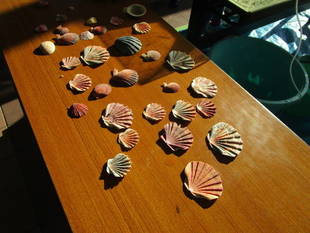 秋のイベント「秘密基地づくり」「秋の花苗植え付け」「落ち葉プール」「金沢水の日」を実施しました!