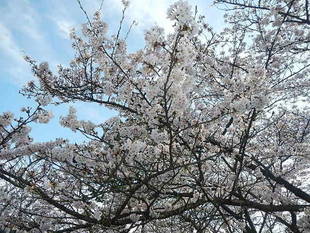 サクラの開花情報(3月26日)✿✿✿ 満開 \(^o^)/