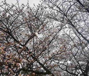 サクラの開花情報(3月20日)✿✿✿ 咲いた!