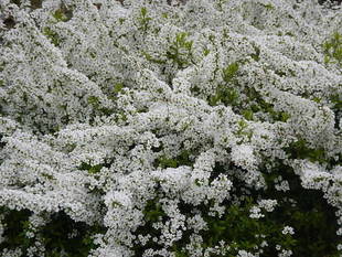 サクラだけじゃない、春爛漫!