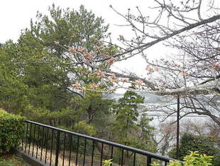 サクラの開花情報(3月16日)✿✿✿ 開花間近