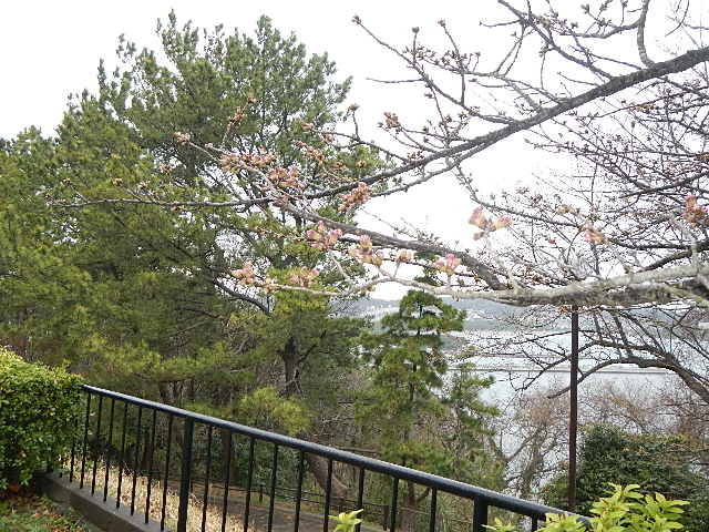 サクラの開花情報(3月16日)✿✿✿ 開花間近の写真