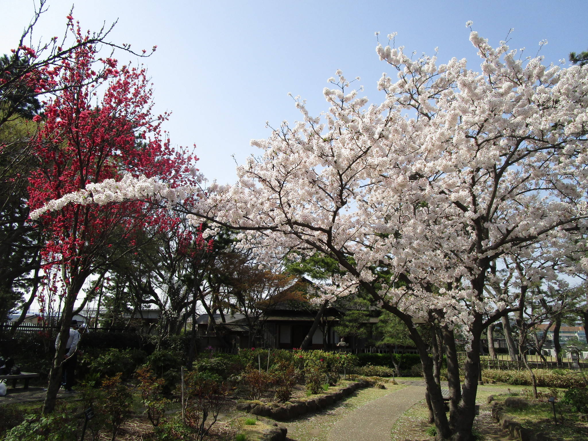 サクラの開花情報(3月29日)✿✿✿ の写真