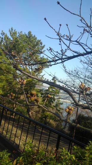 サクラの開花情報(3月14日)✿✿✿ 蕾が色づいて・・・