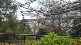 サクラの開花情報(3月6日)✿✿✿