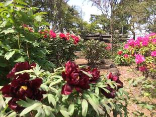 牡丹の花が順調に開花しています。